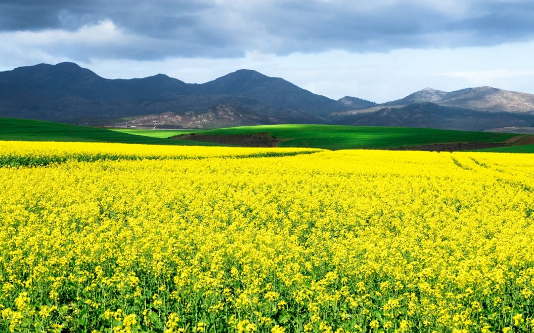 Overberg Agri – voorplant inligtingsdag program