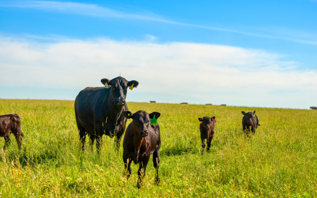Bulk & Blêr Ruminant Day Swartland 2026
