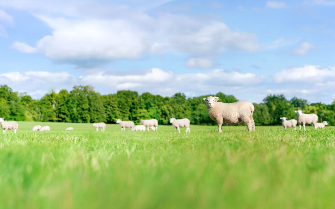 Overberg Ruminant Day 2026