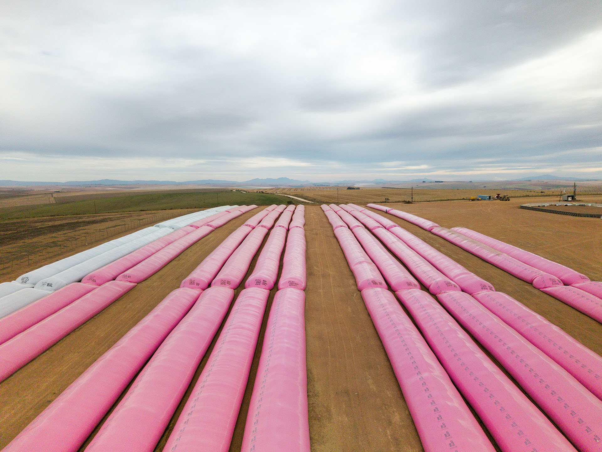 Long rows of pink grain storage bags during the harvest at Protem.