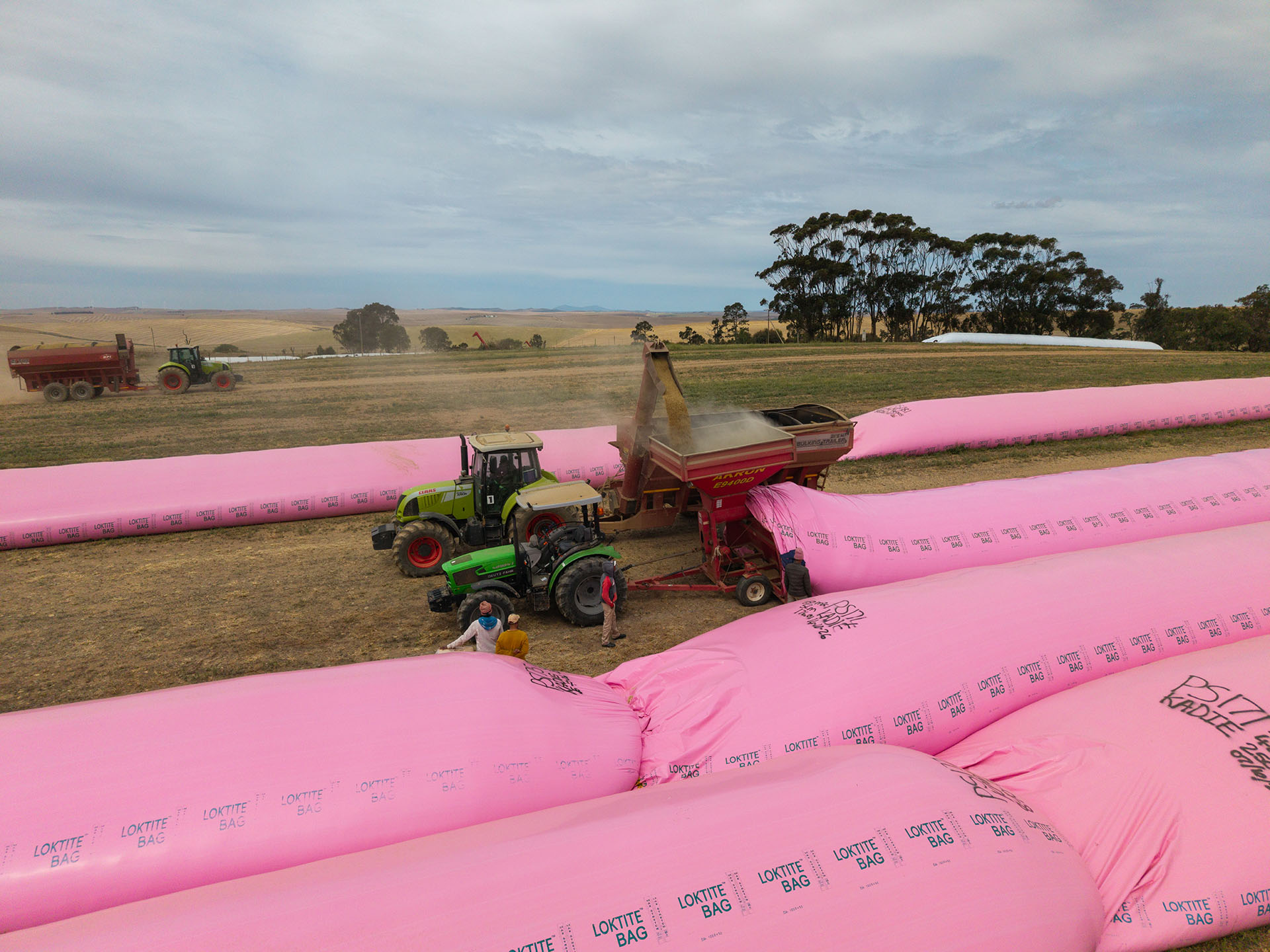Grain being loaded into pink storage bags during harvesting operations at Protem.